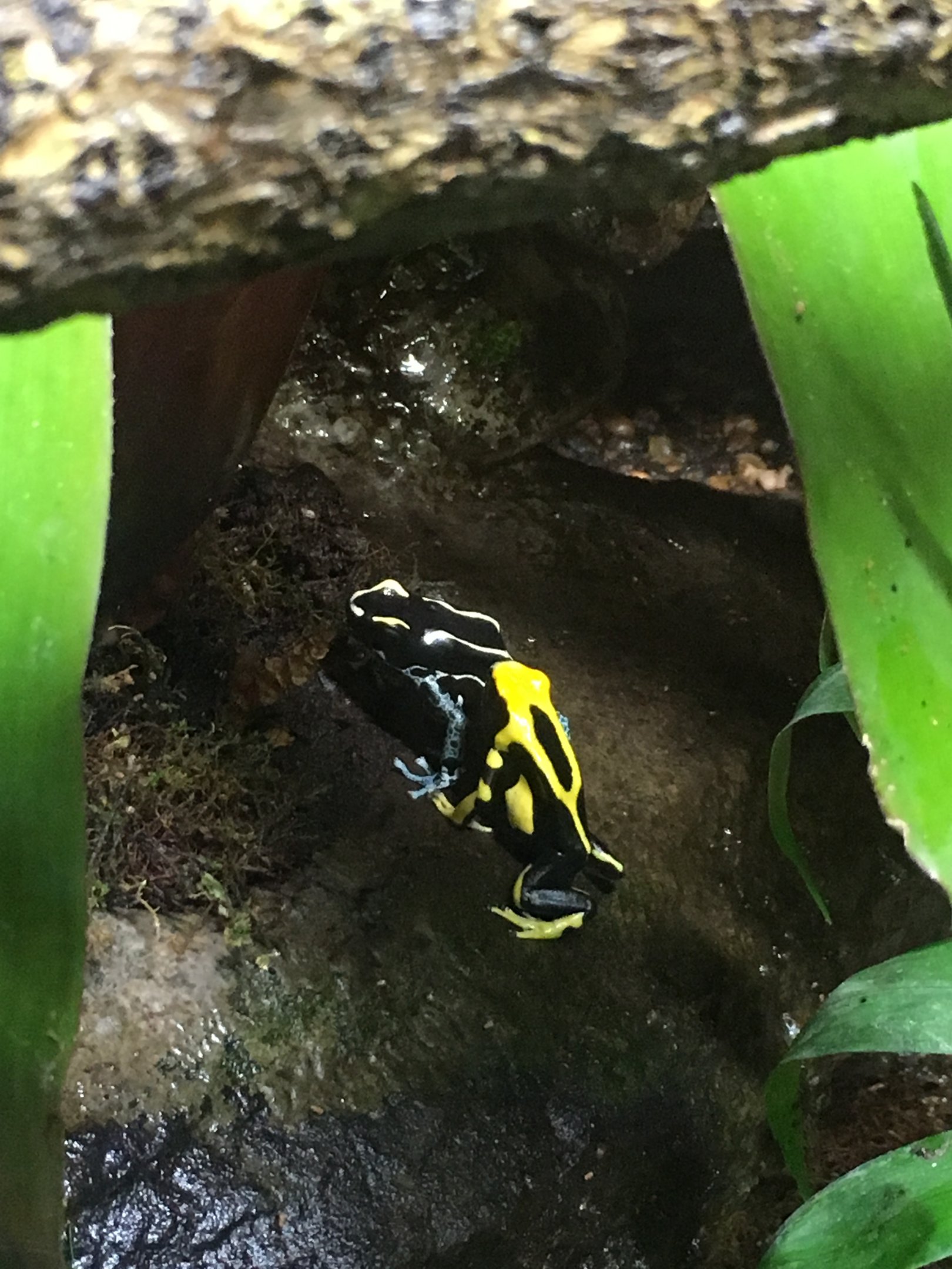 Dyeing Poison Dart Frogs (2016)