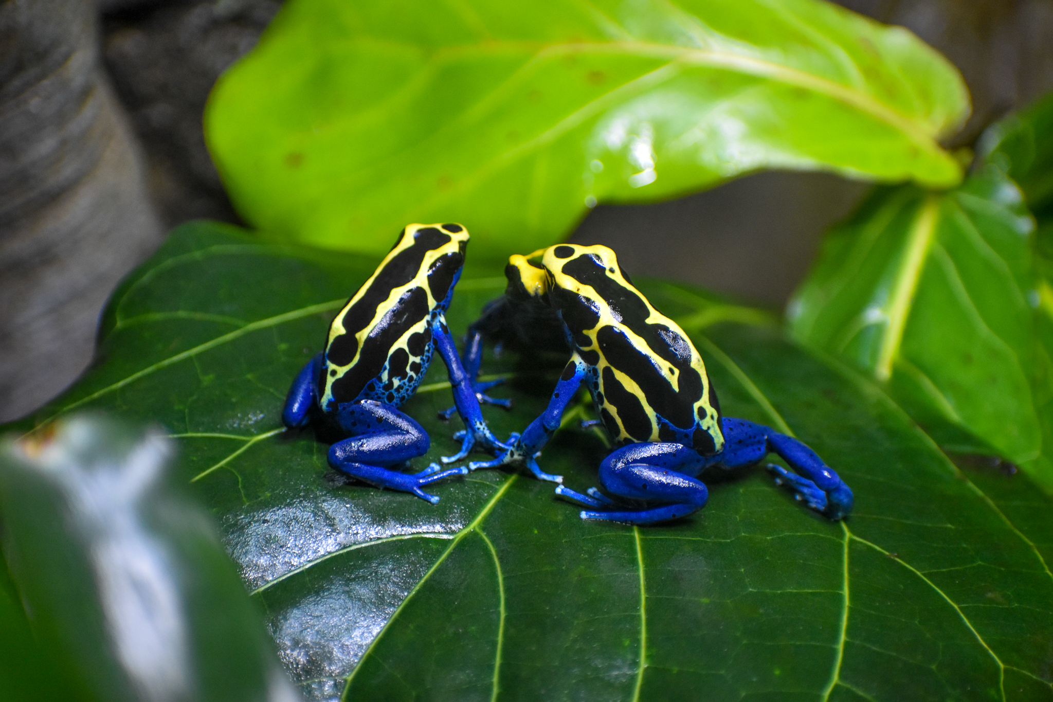 Dyeing Poison Dart Frogs