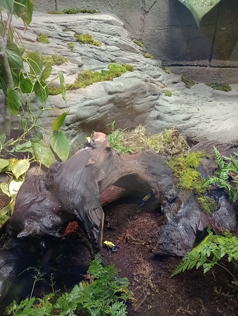 Dyeing poison dart frogs