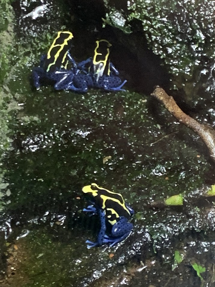 Dyeing poison dart frogs