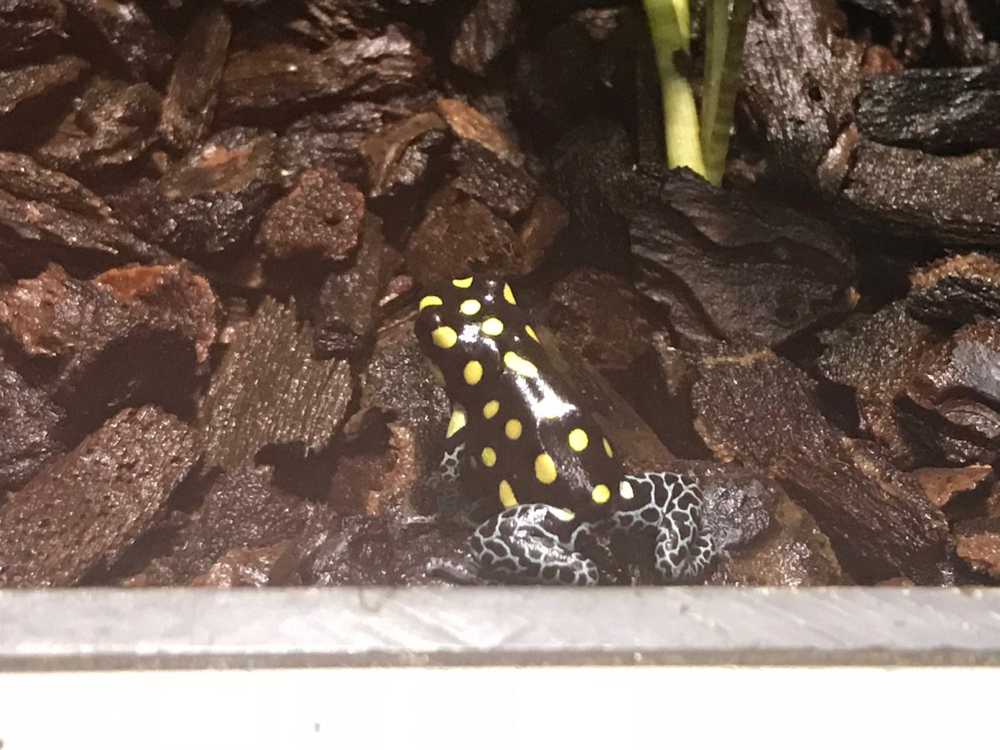 Dyeing poison frog 270118