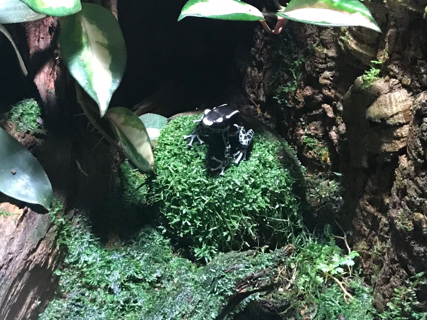 Dyeing poison frog 270118