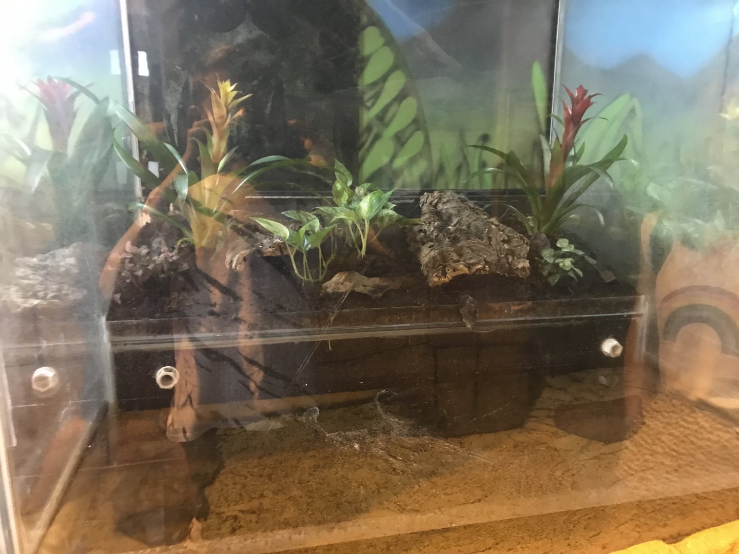 Dyeing poison frog enclosure
