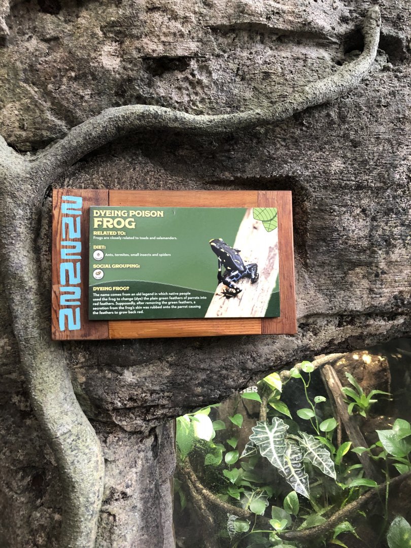 Dyeing Poison Frog Sign - Feb, 2020