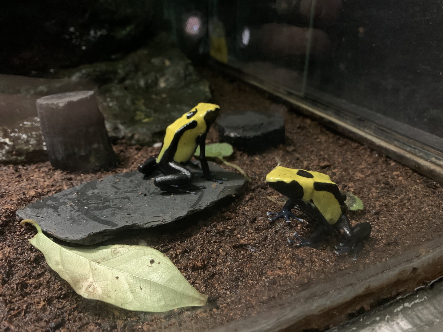 Dyeing Poison Frog