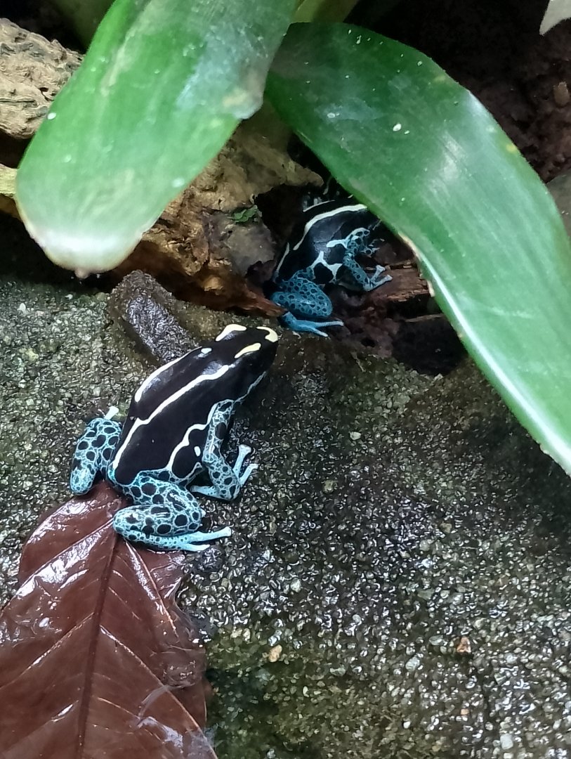 Dyeing poison frog