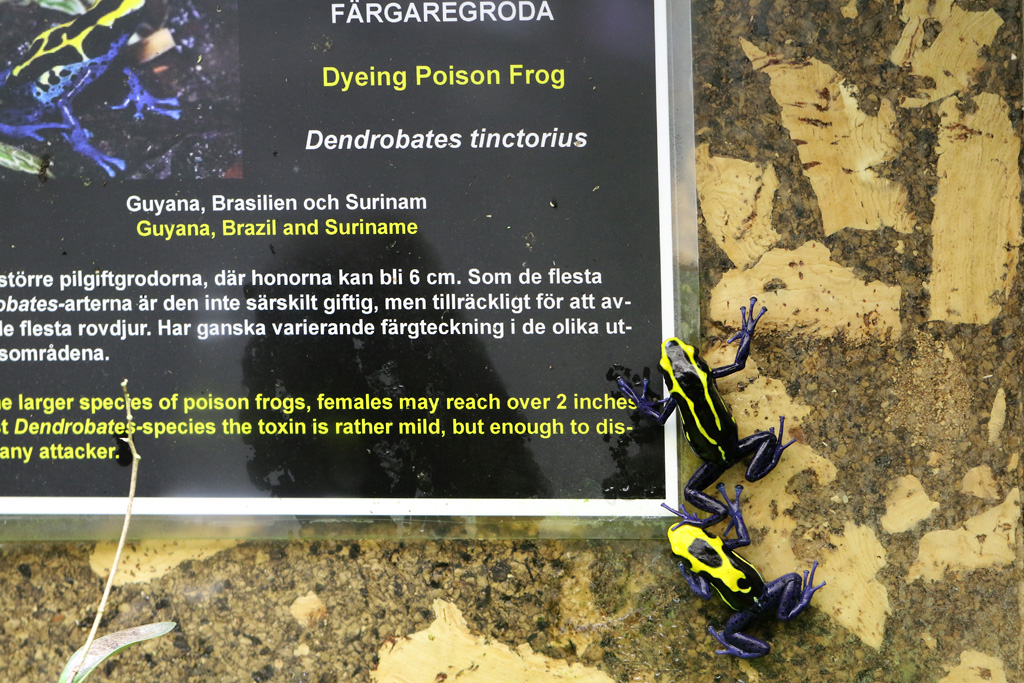 Dyeing Poison Frogs at Skansen-Akvariet 30th August 2016