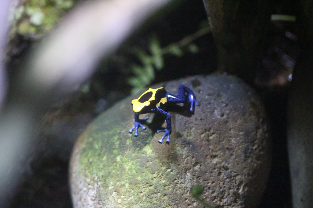 Dying Poison Arrow Frog