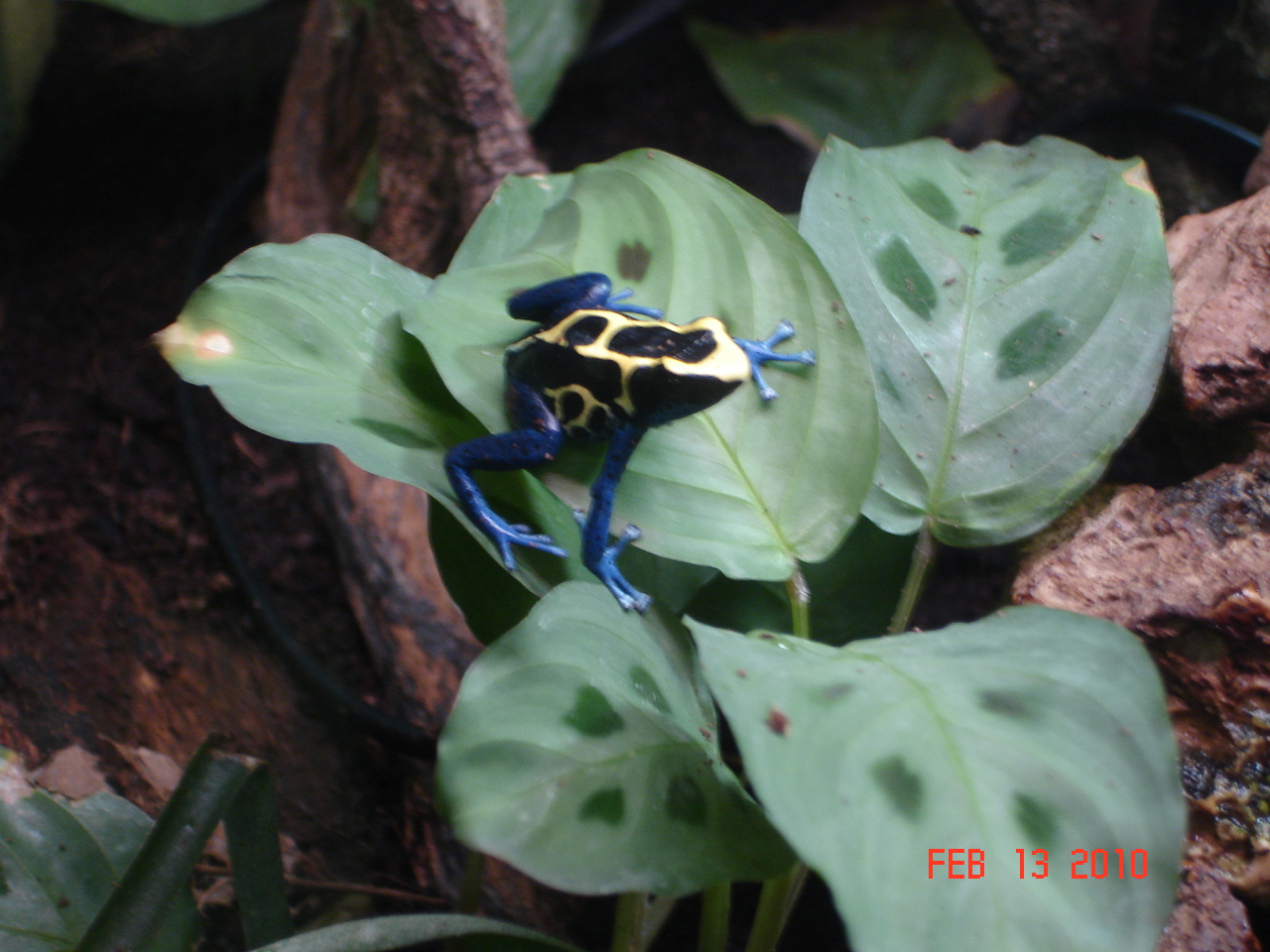 Dying Poison Frog