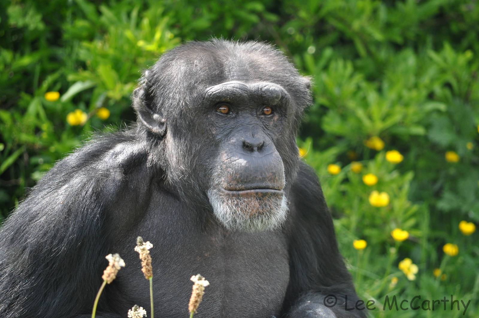 Dylan the Chimpanzee Chester June 2013