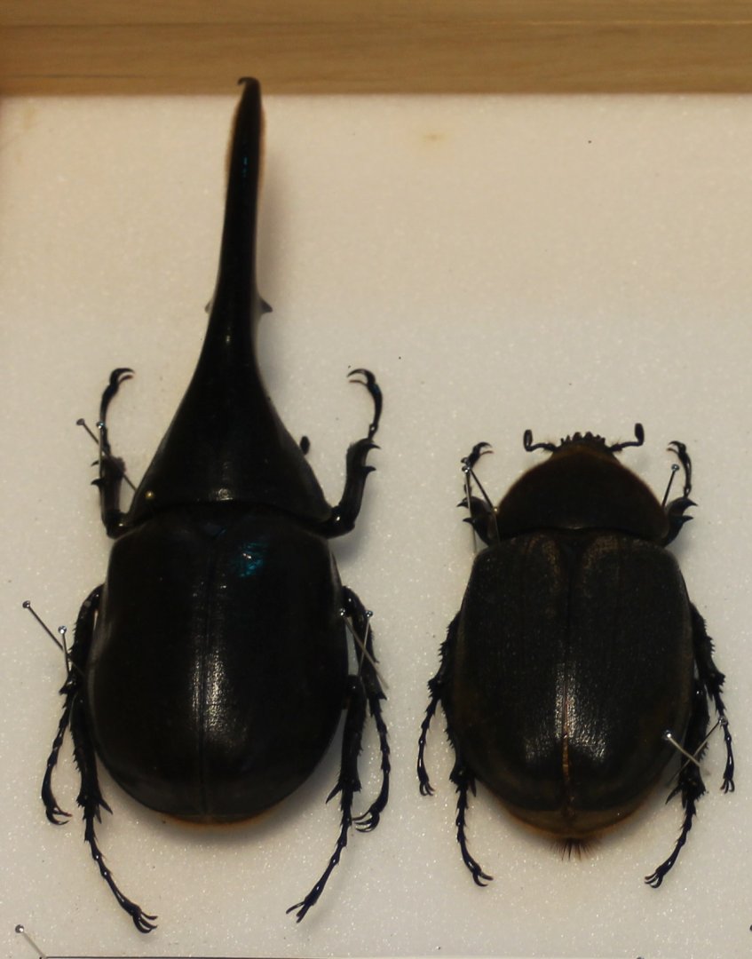 Dynastes hercules bleuzeni