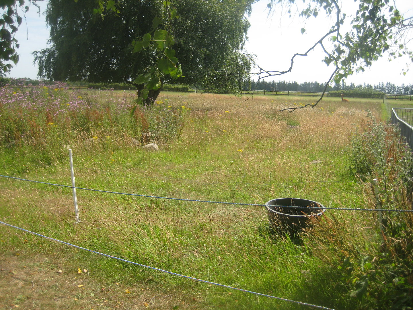 Dyrenes Verden - Alpaca exhibit