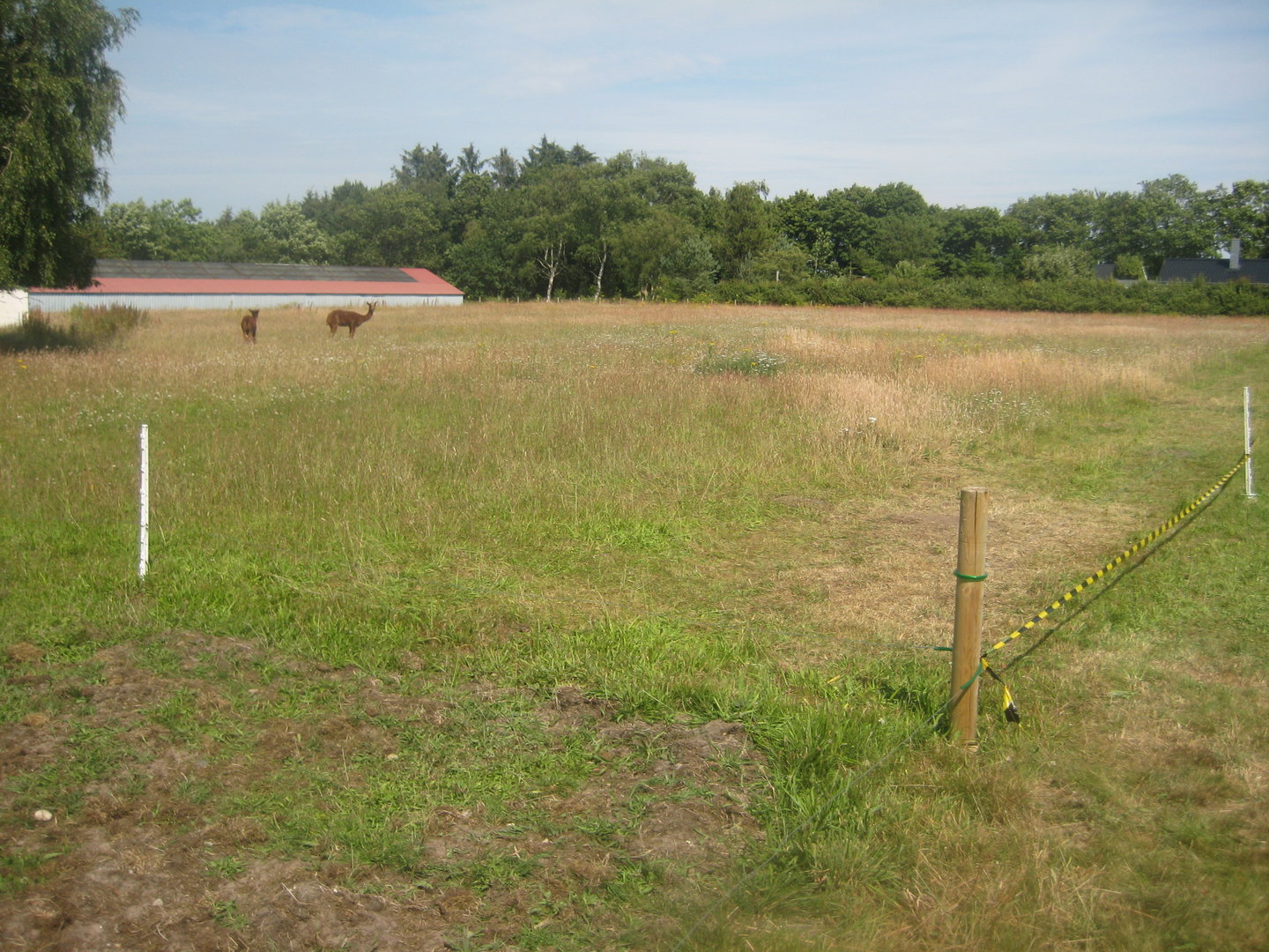 Dyrenes Verden - Alpaca exhibit