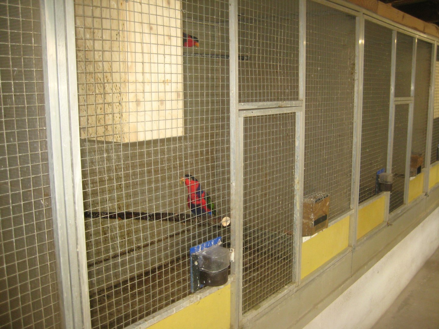 Dyrenes Verden - "Bird hallway" - Black-capped lory aviary