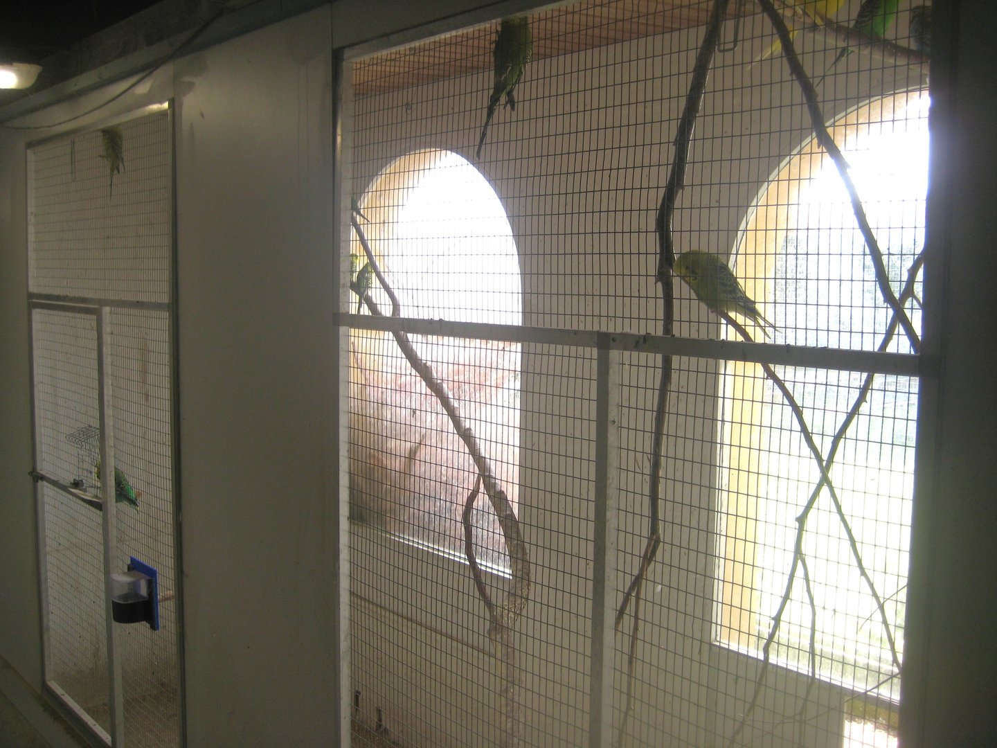 Dyrenes Verden - "Bird hallway" - Budgie aviary