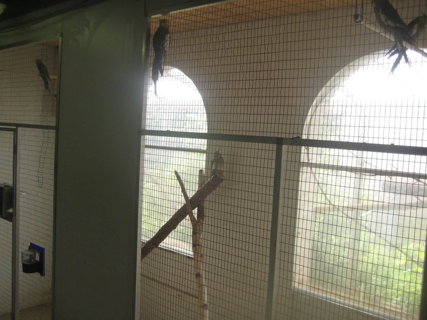 Dyrenes Verden - "Bird hallway" - Cockatiel aviary