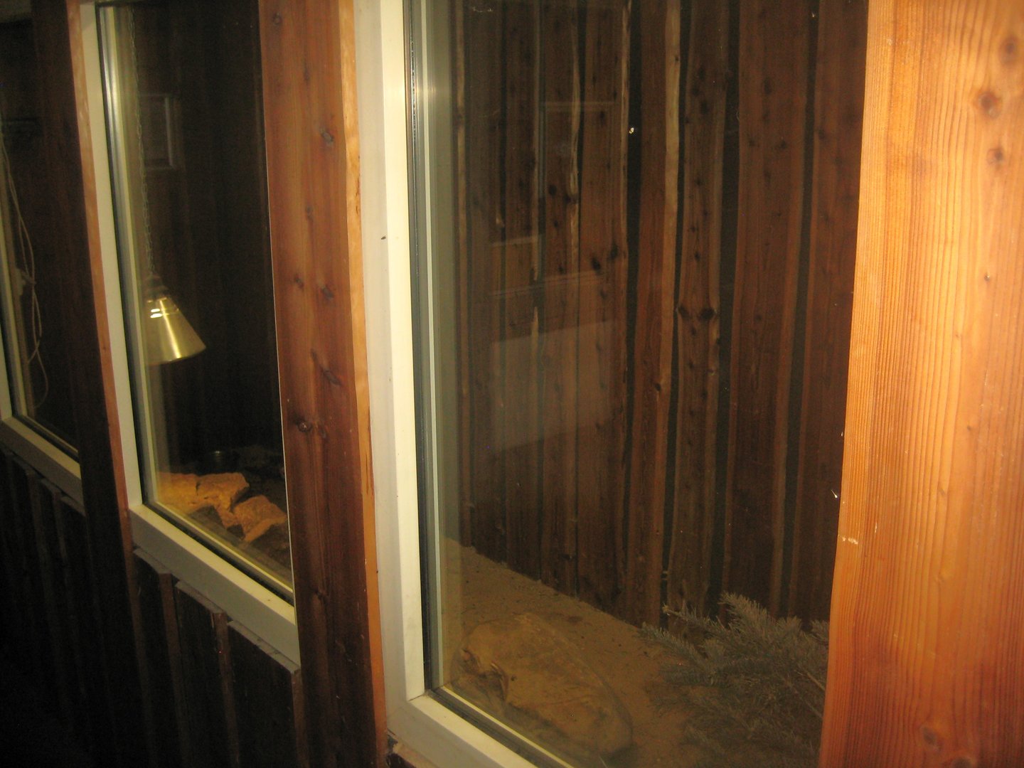 Dyrenes Verden - "Bird hallway" - Fox exhibit