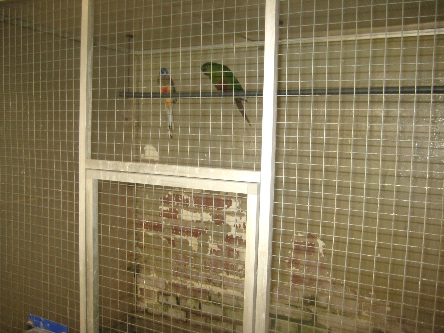 Dyrenes Verden - "Bird hallway" - Hawk-headed parrot aviary