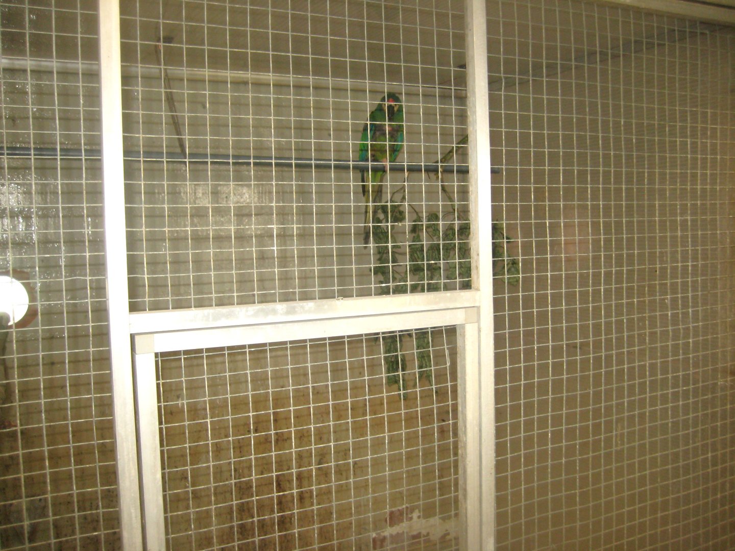 Dyrenes Verden - "Bird hallway" - Macaw aviary