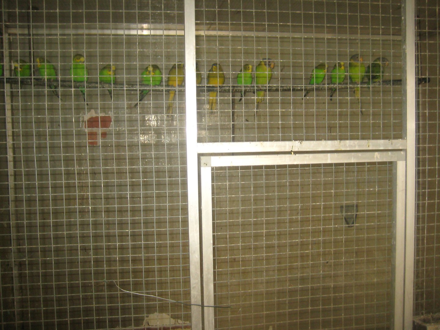 Dyrenes Verden - "Bird hallway" - Mixed parrot aviary #1