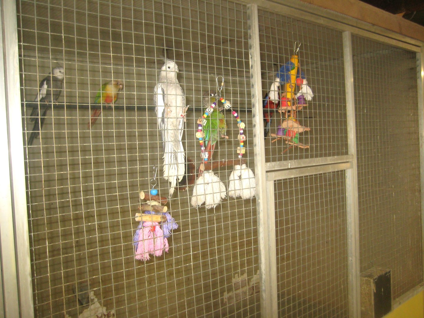 Dyrenes Verden - "Bird hallway" - Mixed parrot aviary #2