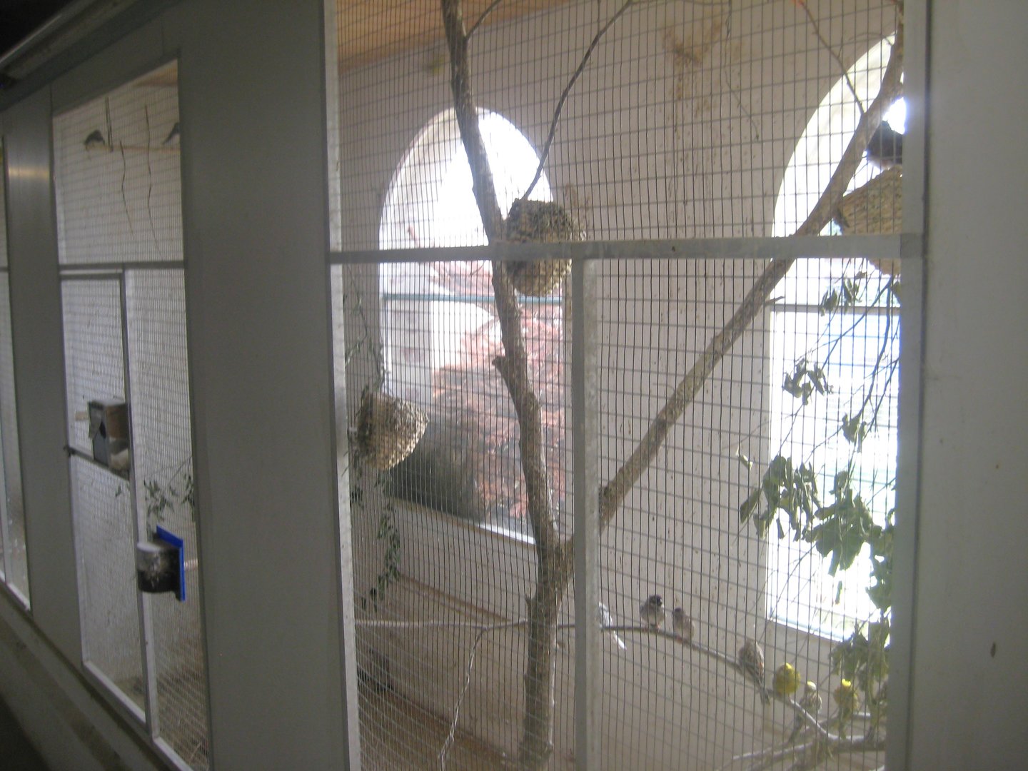 Dyrenes Verden - "Bird hallway" - Passerine aviary