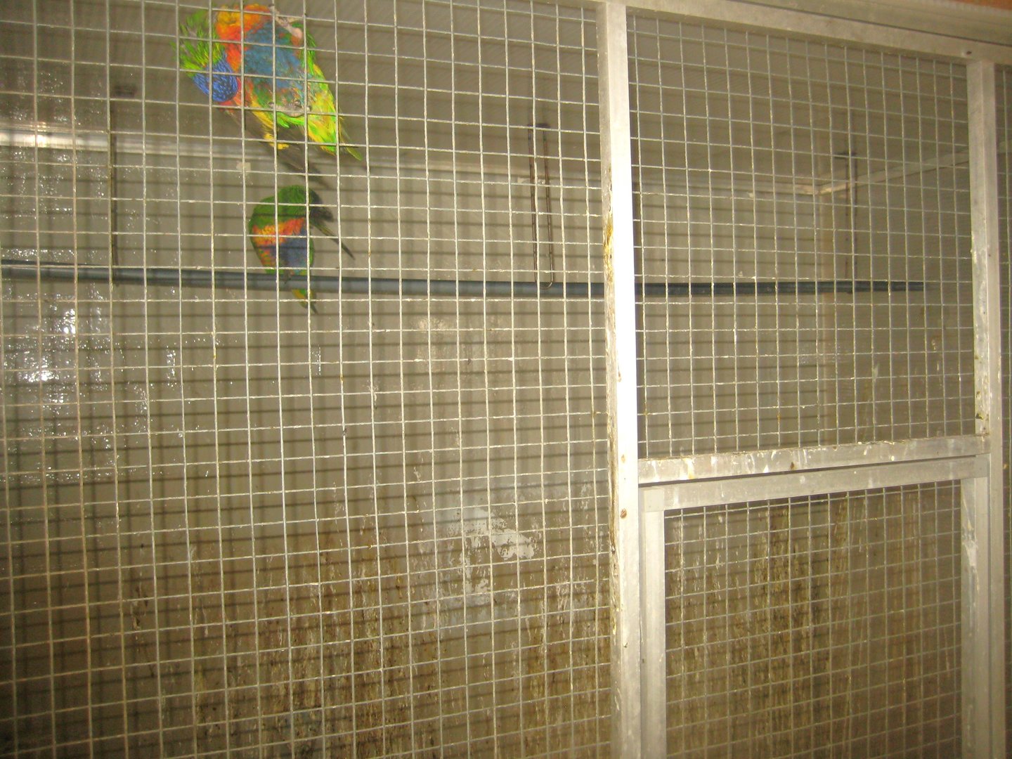 Dyrenes Verden - "Bird hallway" - Swainson's lorikeet aviary