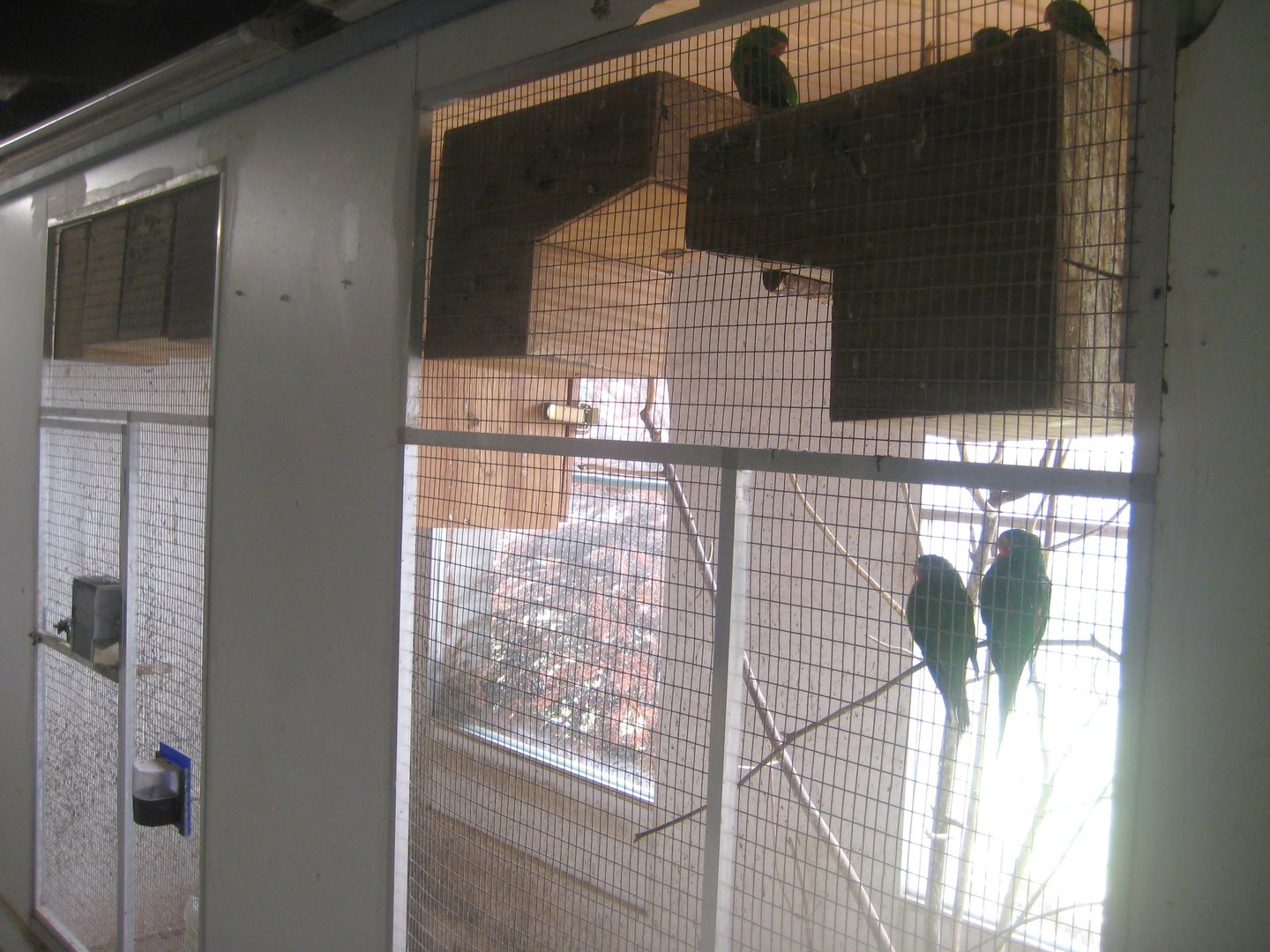 Dyrenes Verden - "Bird hallway" - Swift parrot aviary