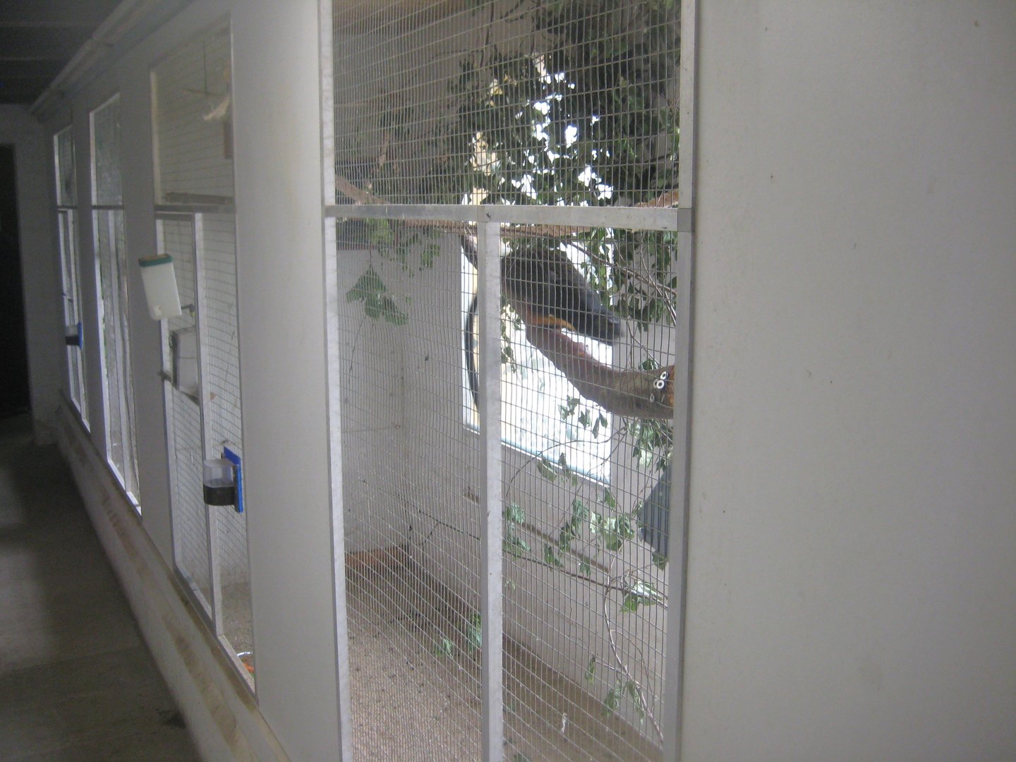 Dyrenes Verden - "Bird hallway" - Tamarin exhibit