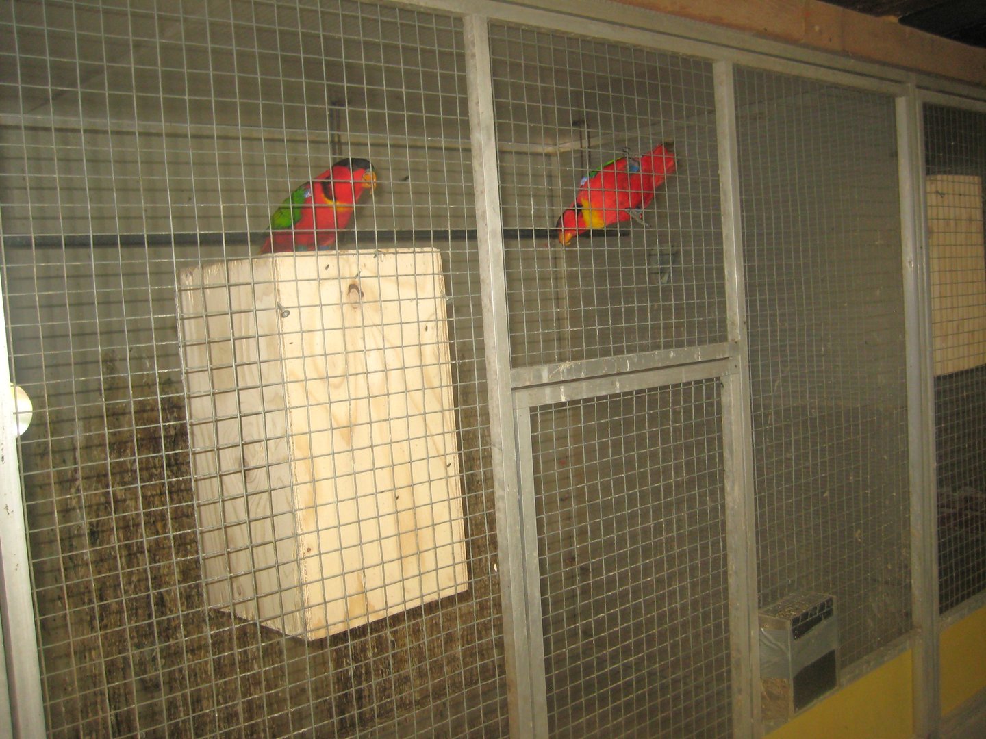 Dyrenes Verden - "Bird hallway" - Yellow-bibbed lory aviary