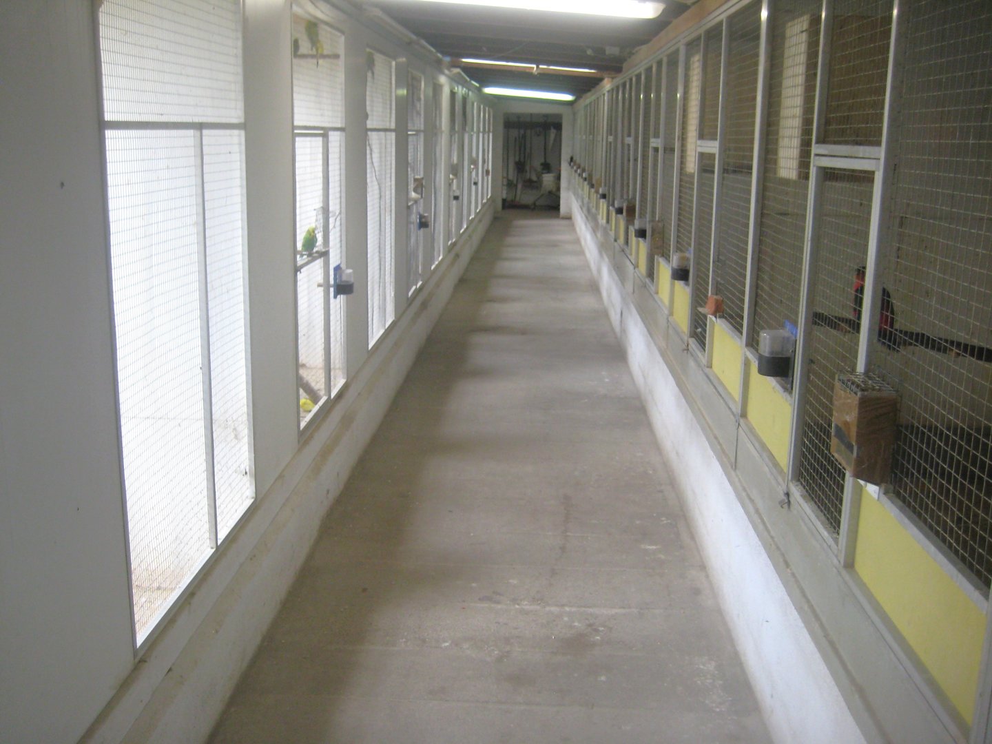 Dyrenes Verden - "Bird hallway"