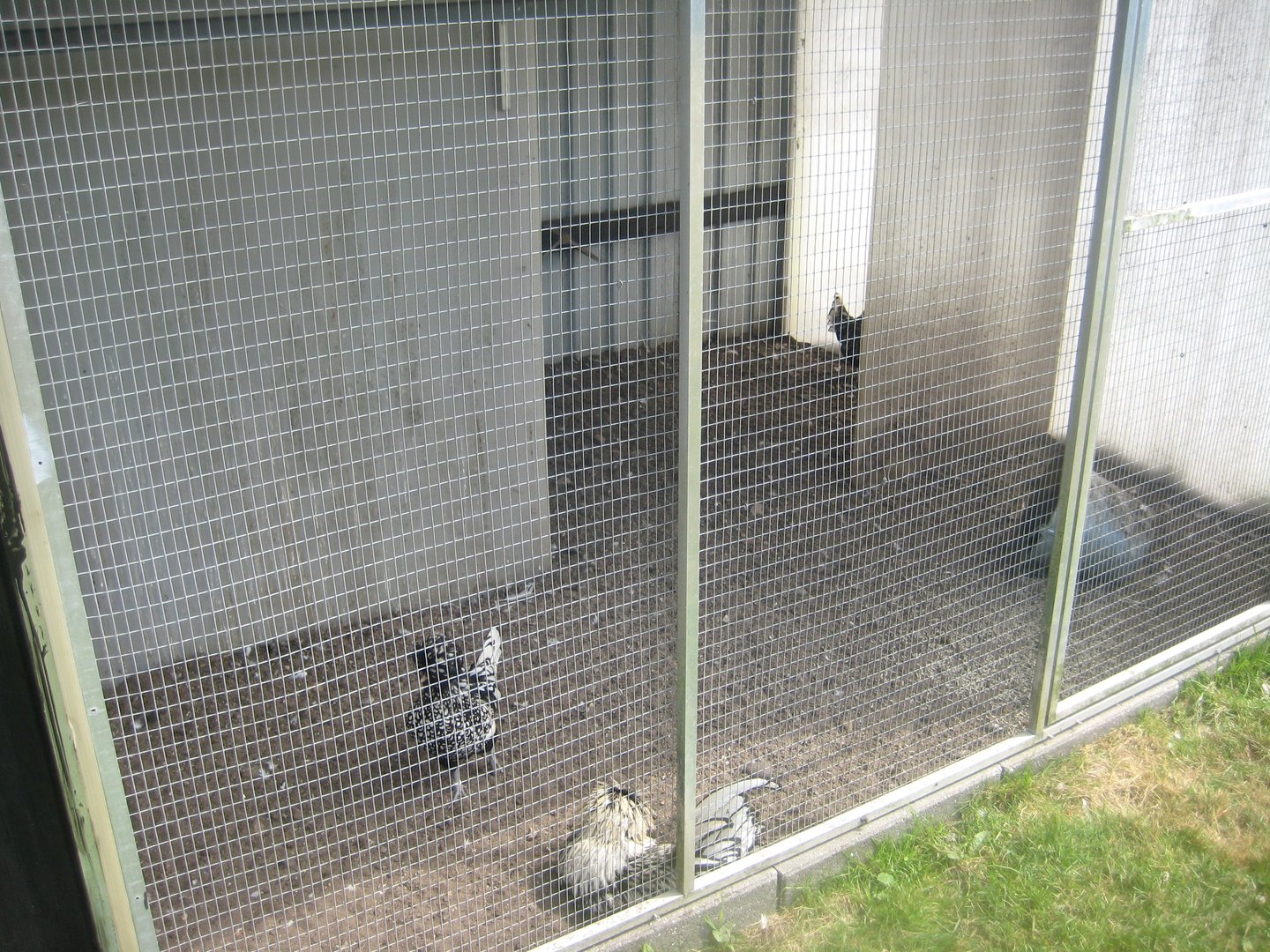 Dyrenes Verden - Chicken aviary