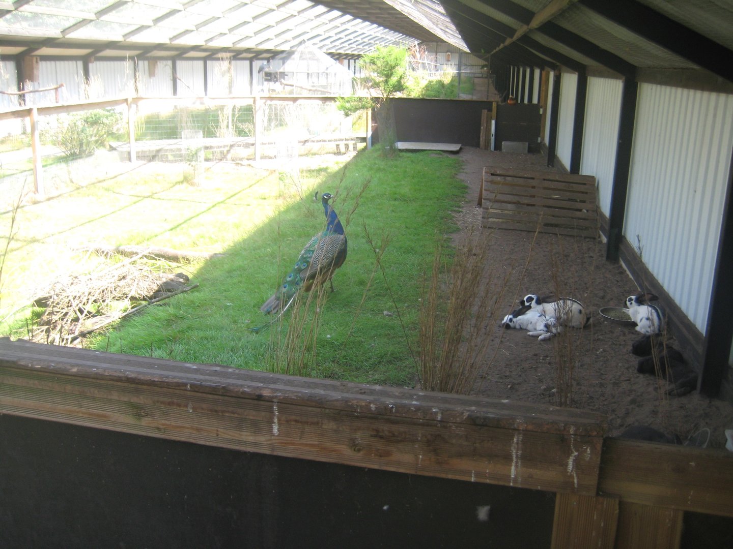 Dyrenes Verden - Free-flight aviary - Rabbit exhibit