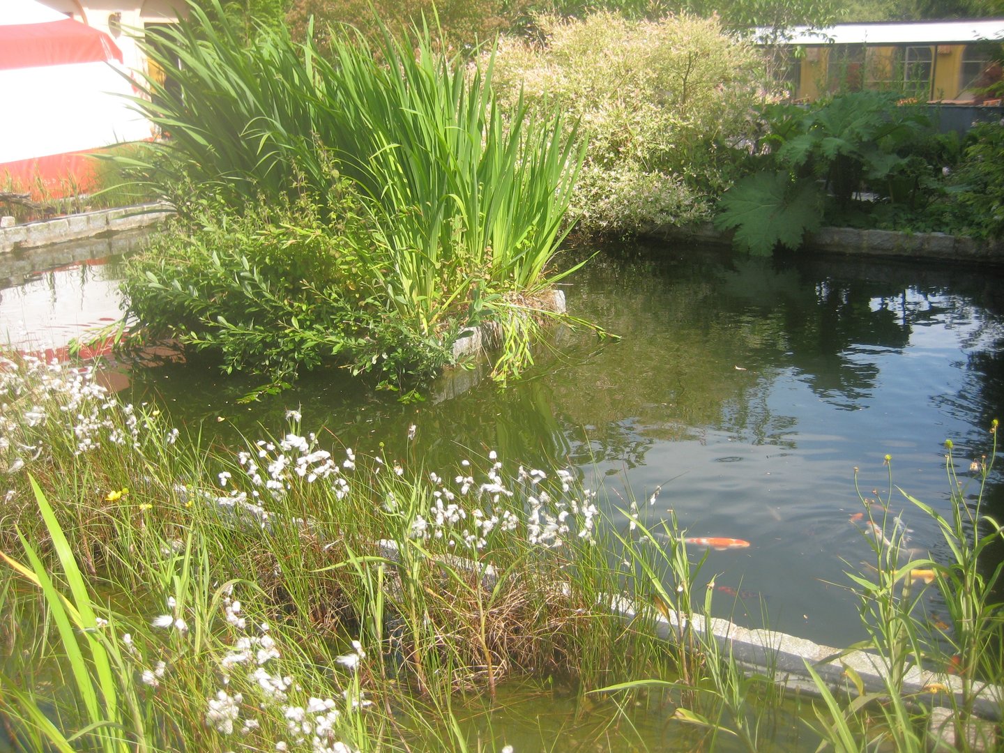 Dyrenes Verden - Koi pond