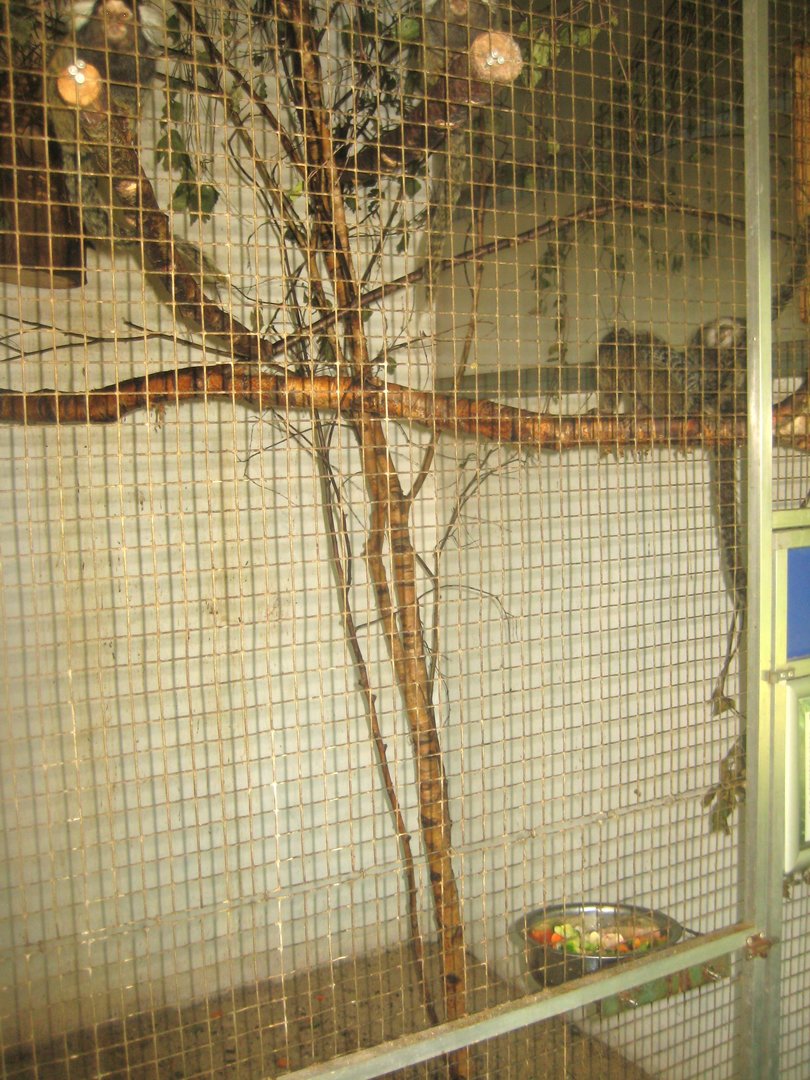 Dyrenes Verden - "Monkey hallway" - Common marmoset exhibit
