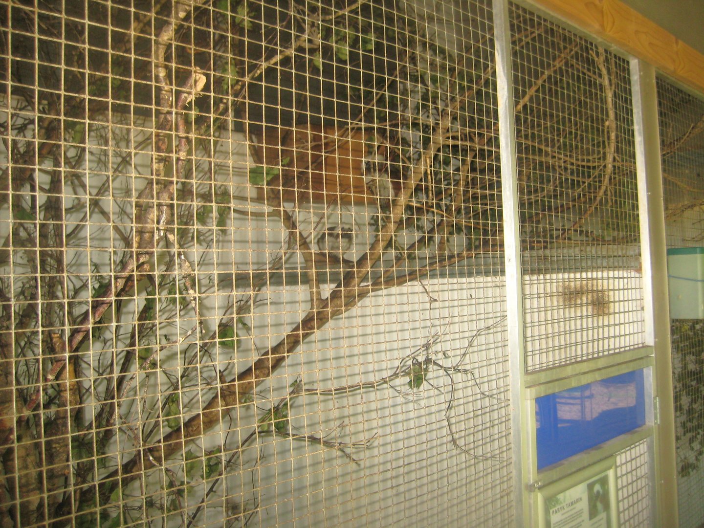 Dyrenes Verden - "Monkey hallway" - Cotton-top tamarin exhibit