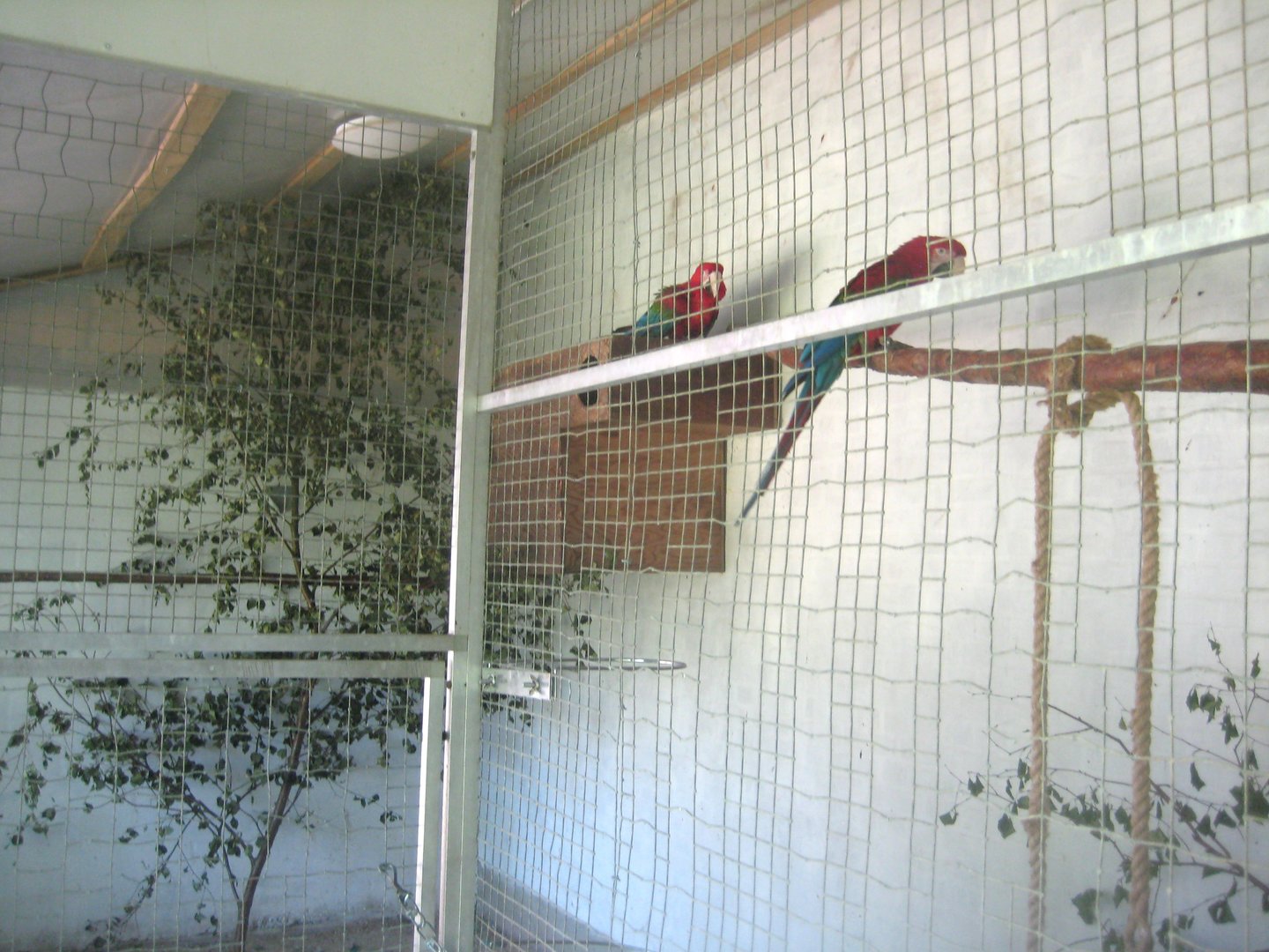 Dyrenes Verden - "Monkey hallway" - Macaw aviary
