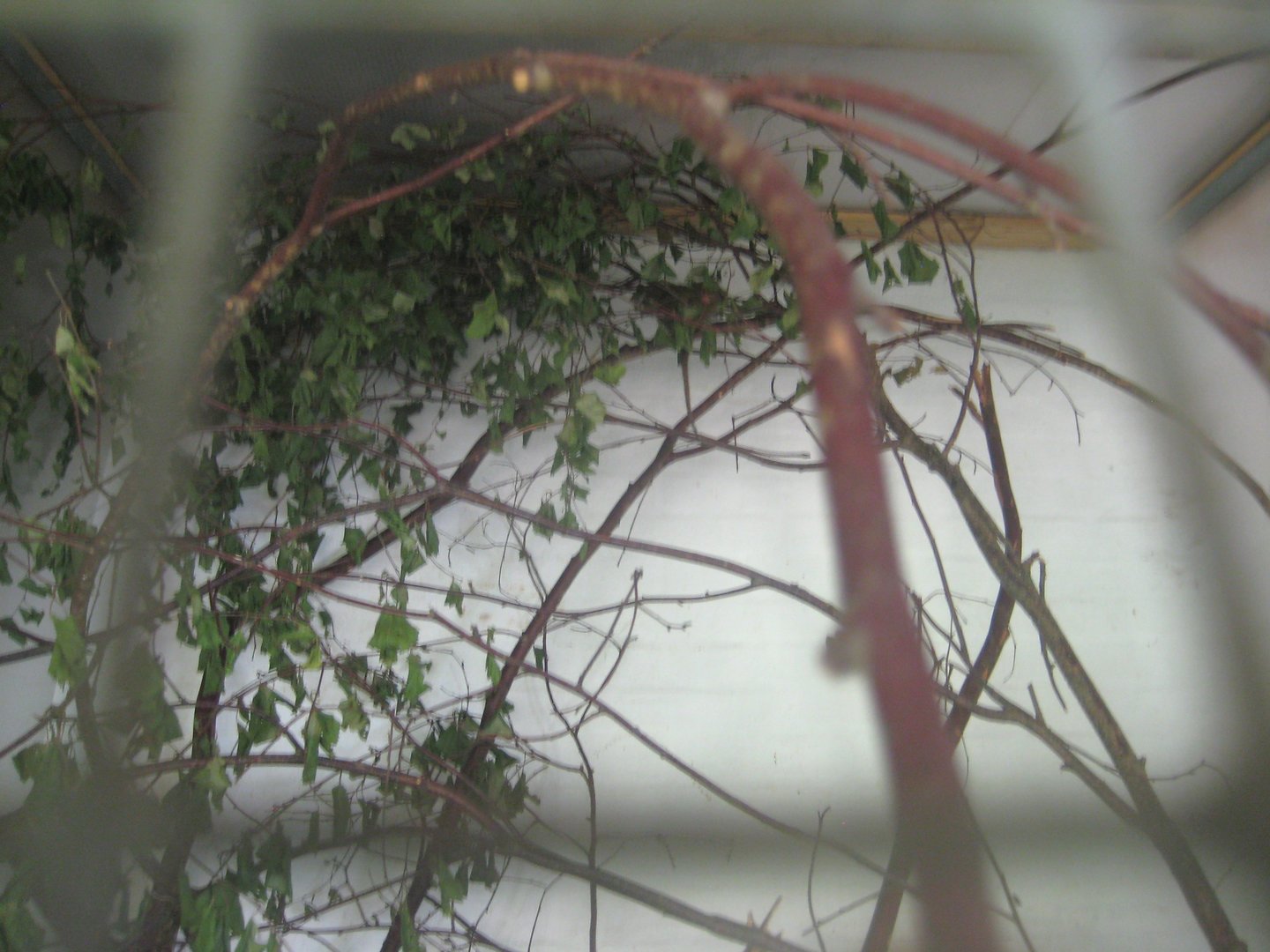 Dyrenes Verden - "Monkey hallway" - Pygmy marmoset exhibit