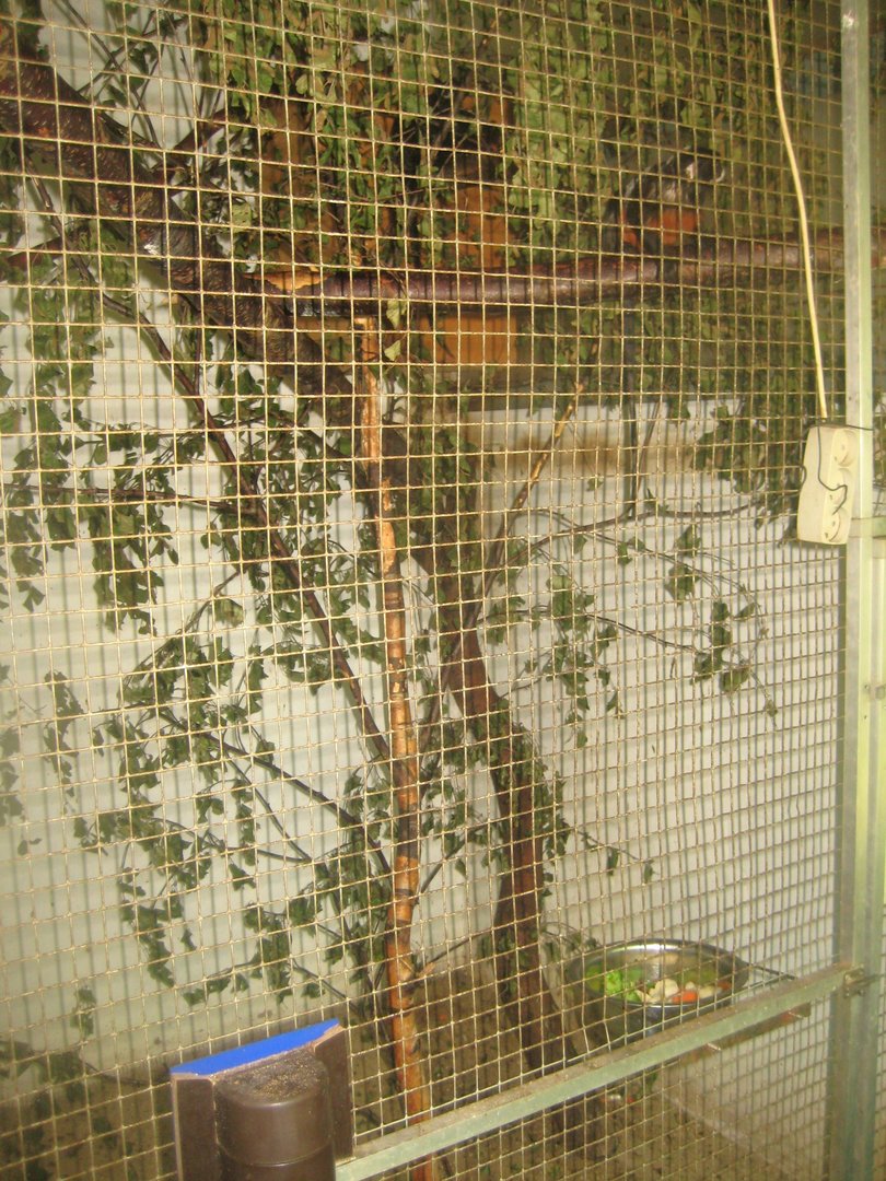 Dyrenes Verden - "Monkey hallway" - White-lipped tamarin exhibit