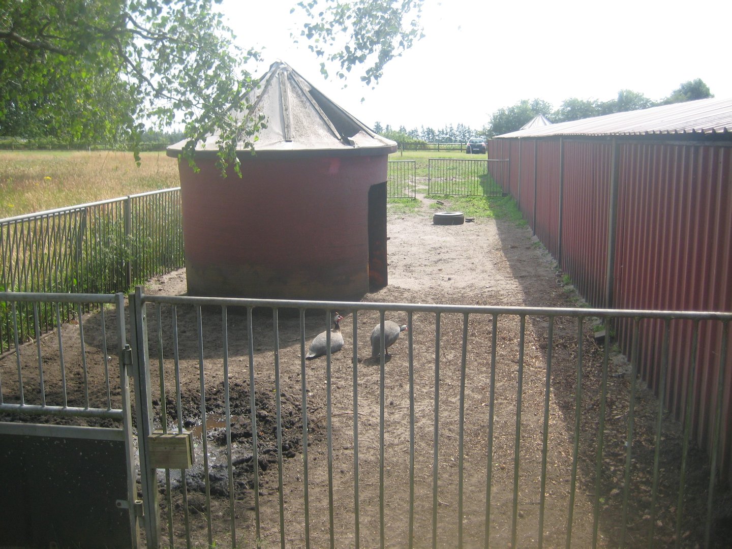 Dyrenes Verden - Pig exhibit