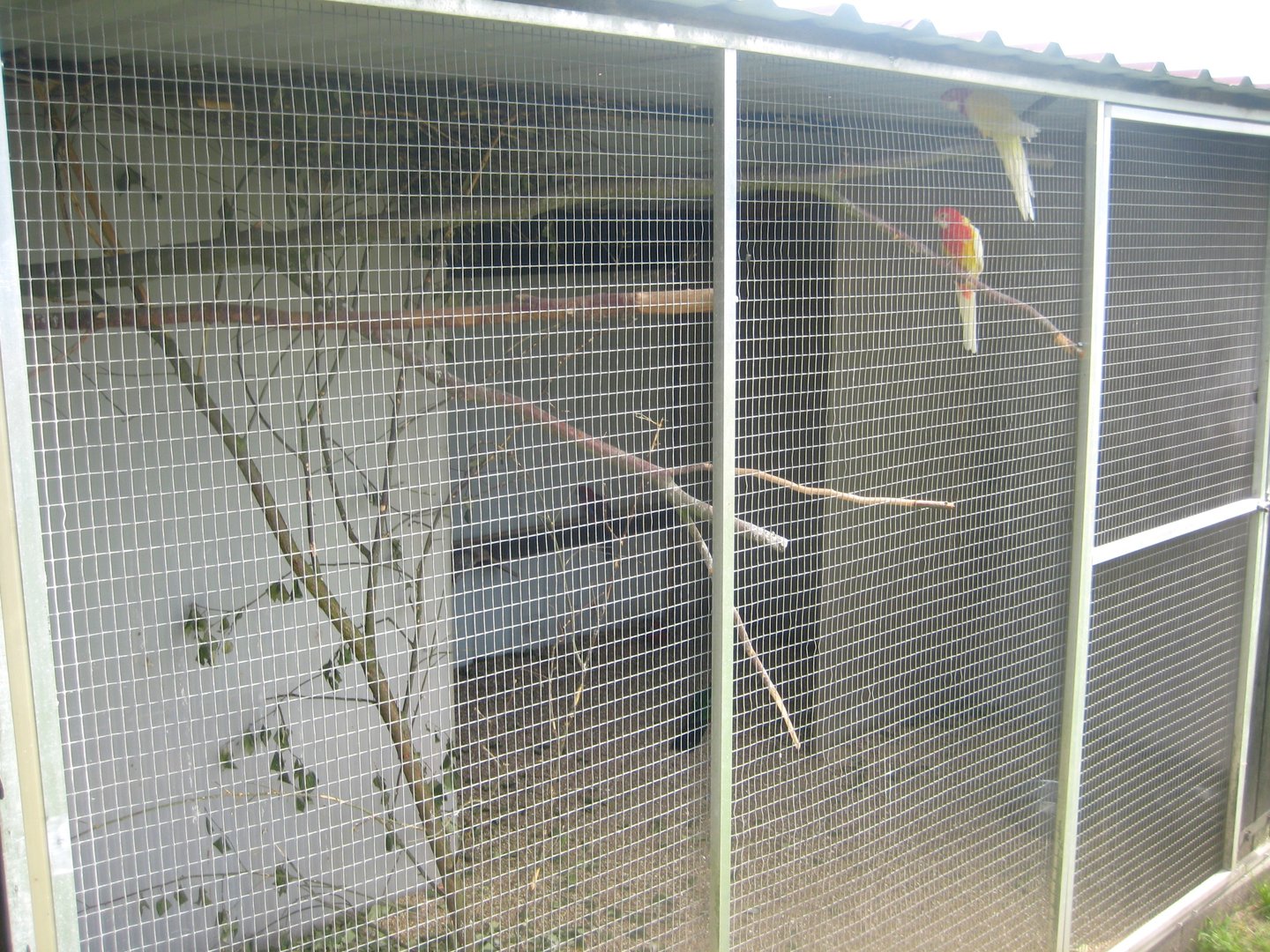 Dyrenes Verden - Rosella aviary #1