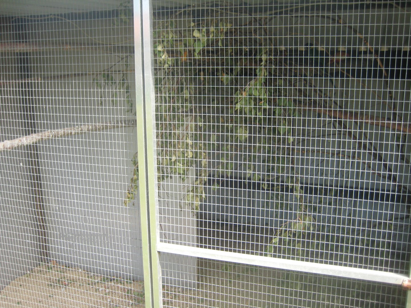 Dyrenes Verden - Rosella aviary #3