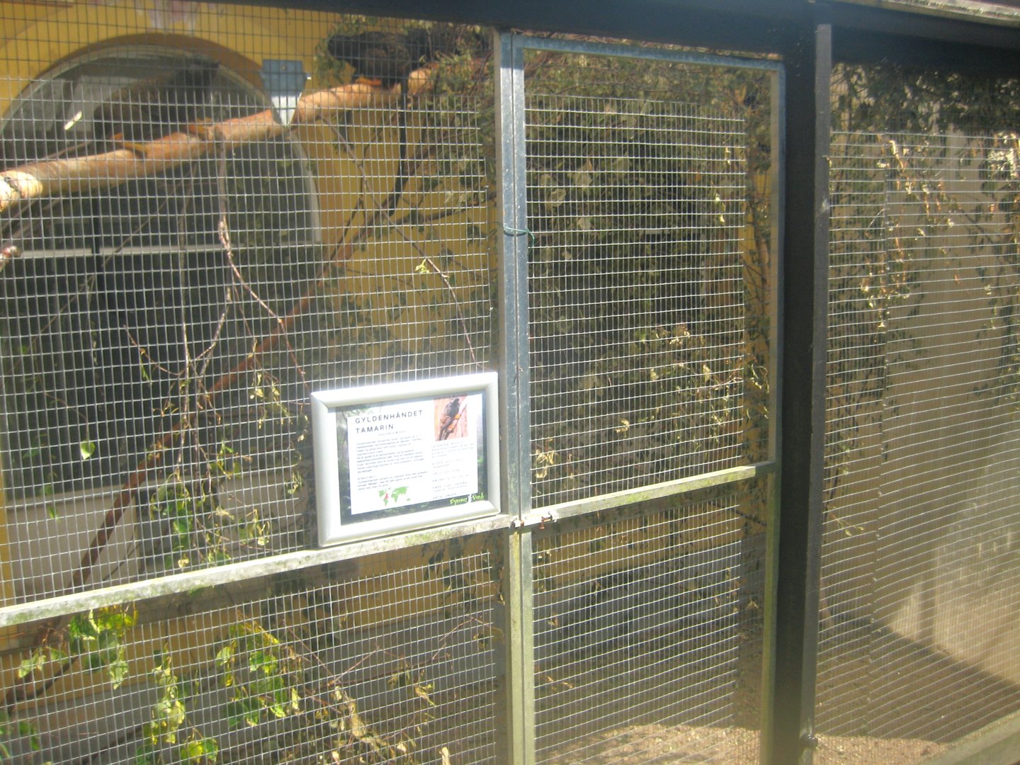 Dyrenes Verden - Tamarin exhibit