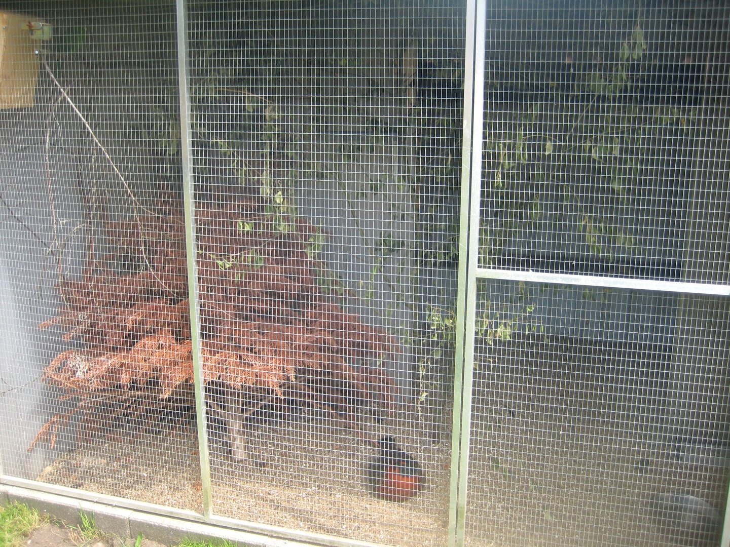 Dyrenes Verden - Tragopan/parakeet aviary