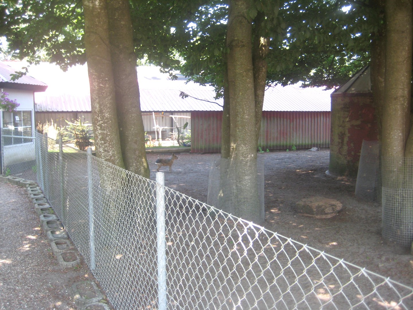 Dyrenes Verden - Wallaby/cavy exhibit