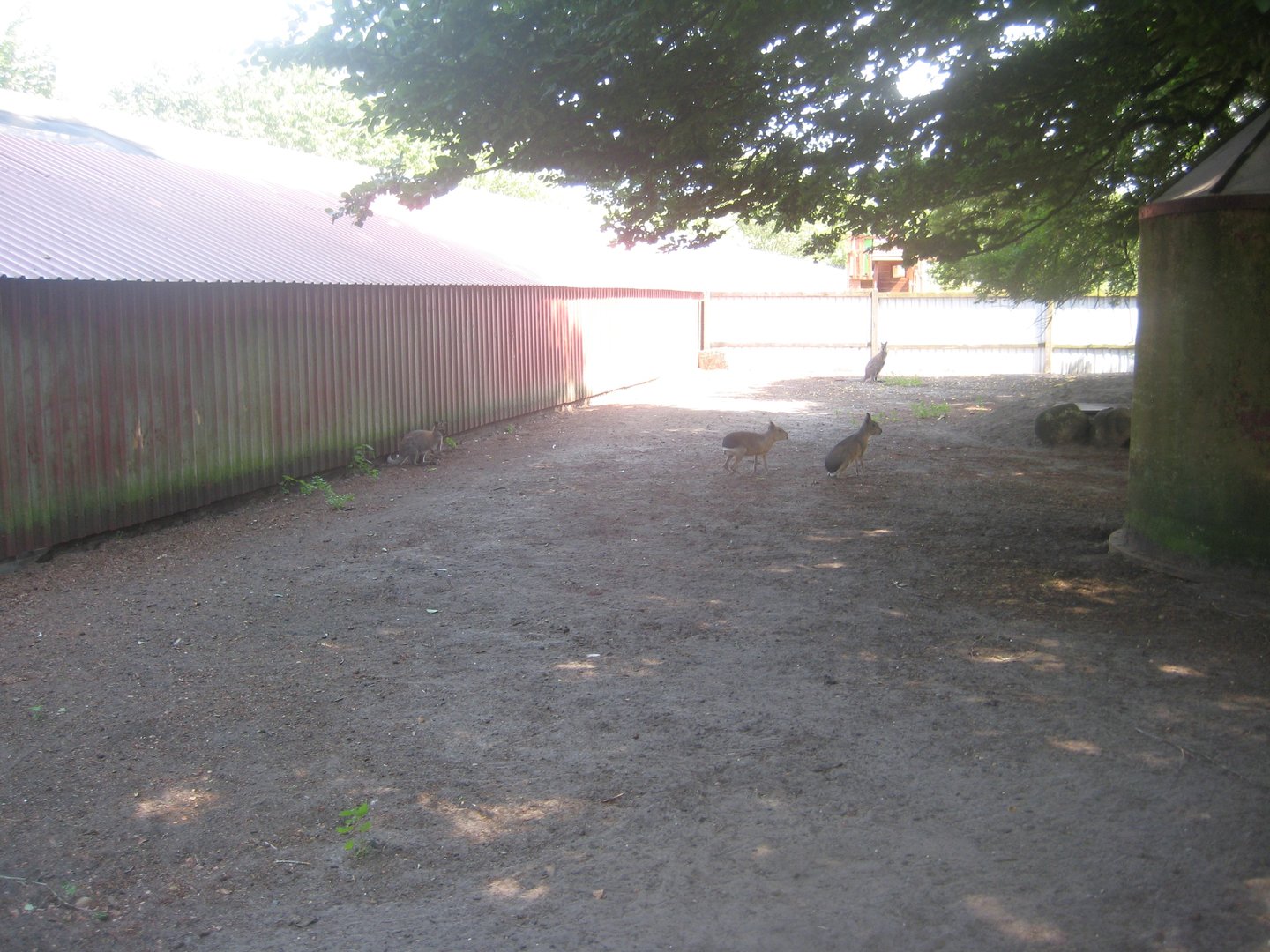 Dyrenes Verden - Wallaby/cavy exhibit
