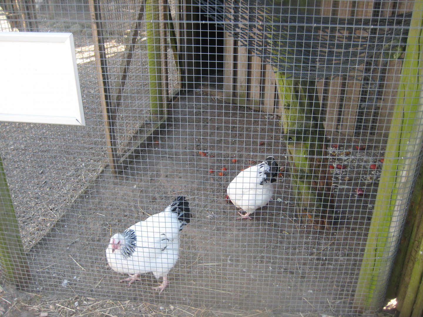 Dyreparken NBV - Chicken aviary
