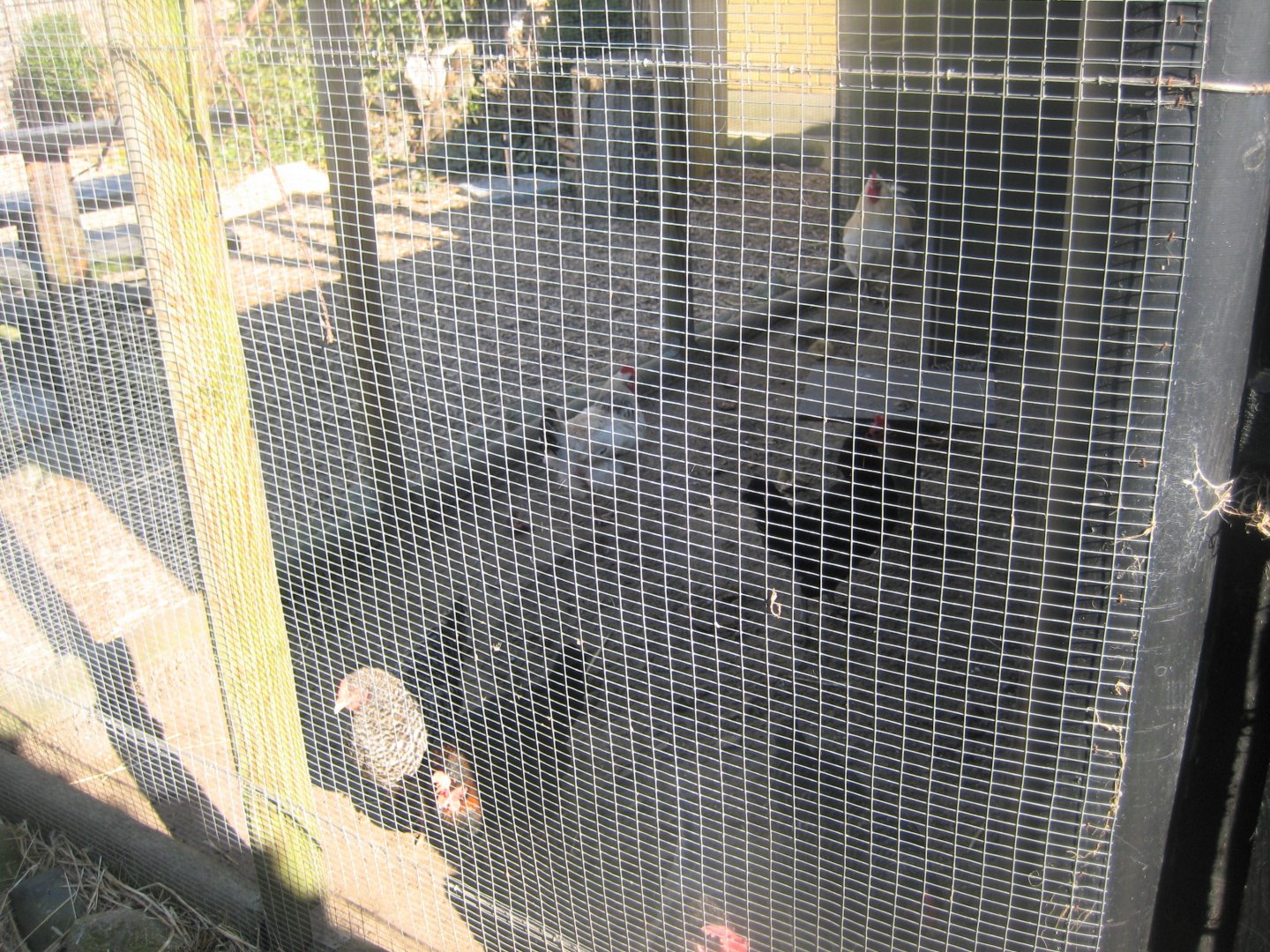 Dyreparken NBV - Chicken/owl aviary