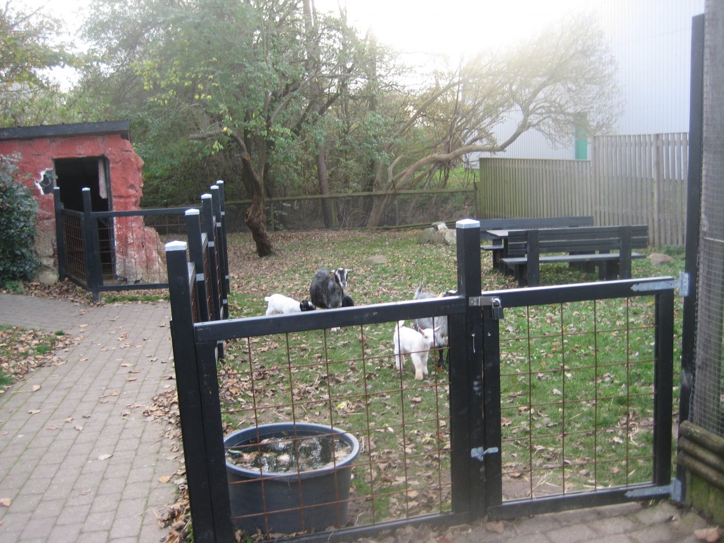 Dyreparken NBV - Goat exhibit