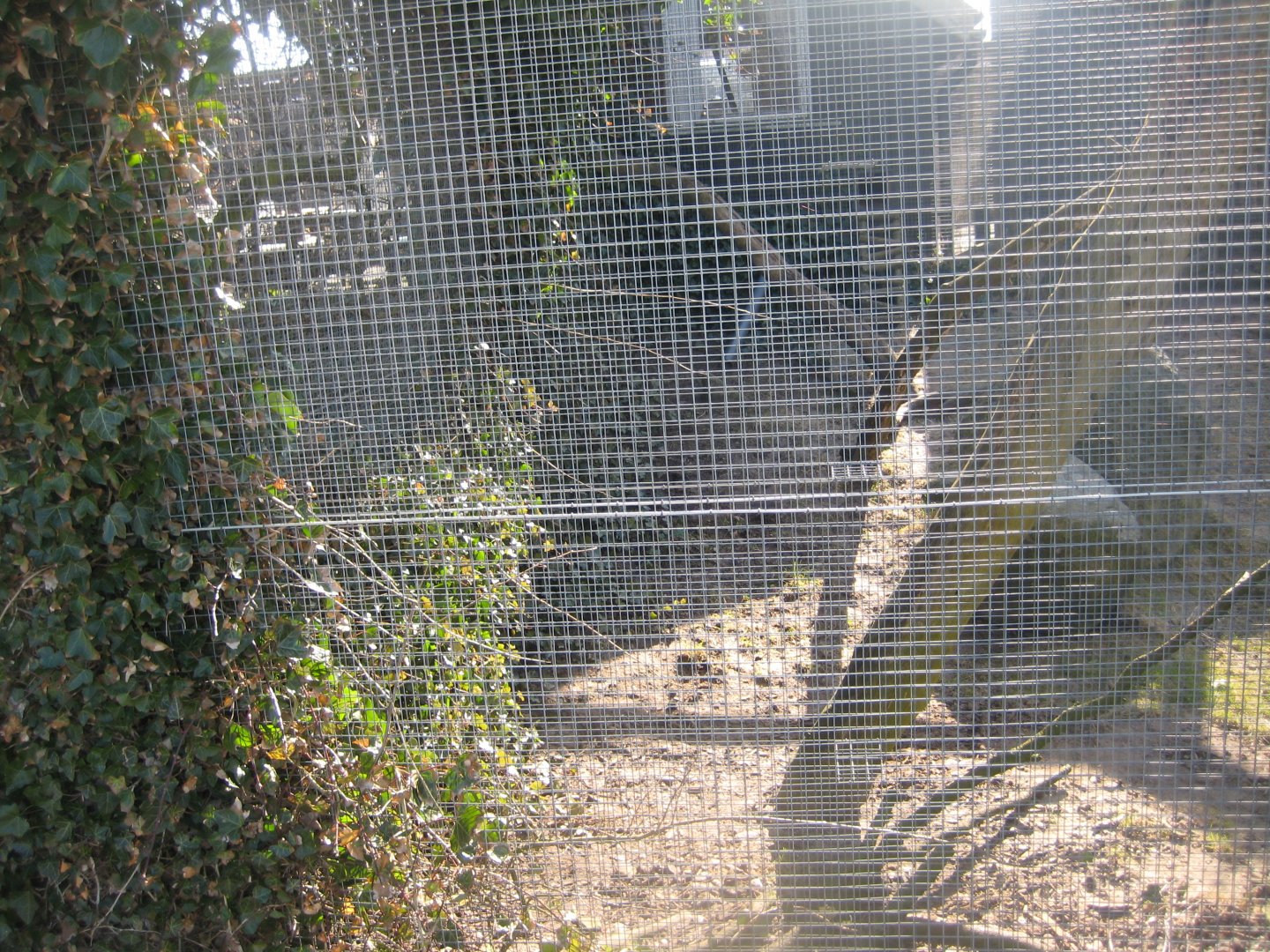 Dyreparken NBV - Housecat exhibit